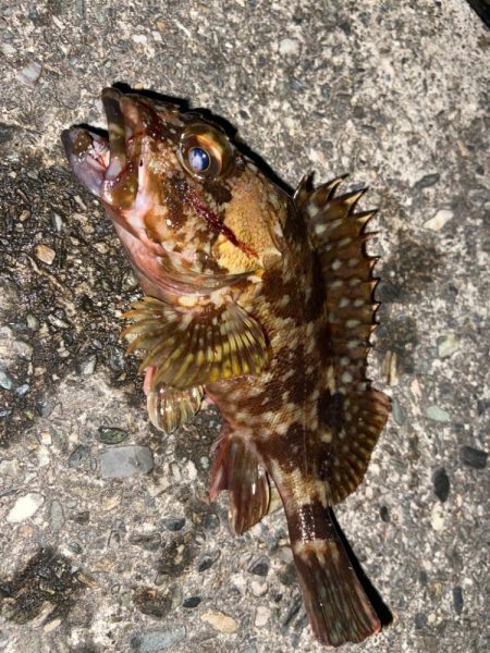 久しぶりのライトゲーム