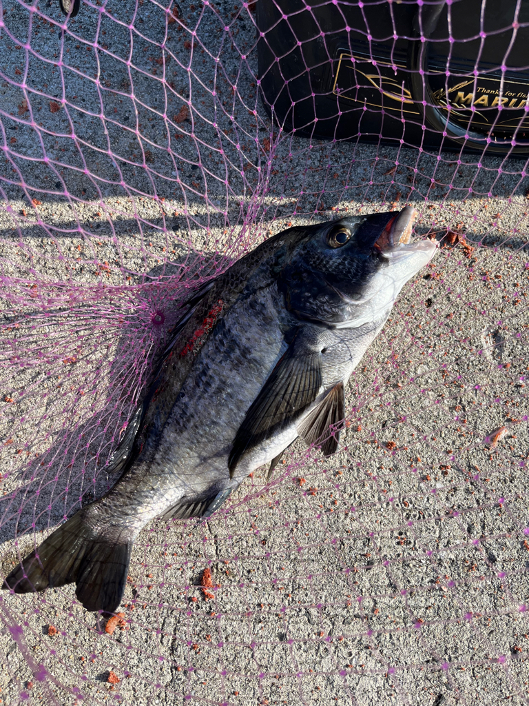 大三島　フカセ釣り