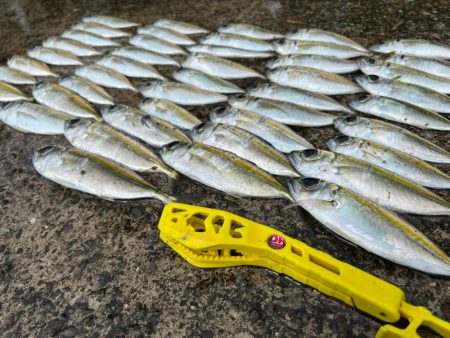 鯵を探して三千里 Vol.32