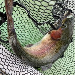 かめプー爆釣　エリアトラウト