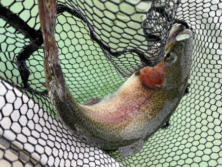 かめプー爆釣　エリアトラウト