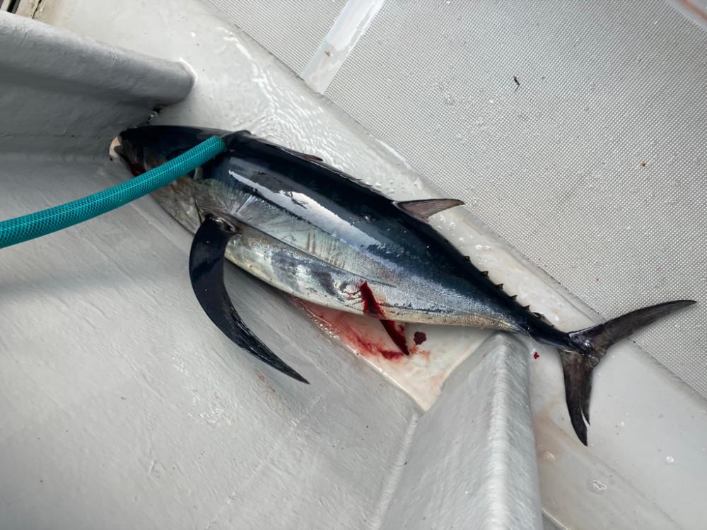 今シーズン4回目のトンジギ