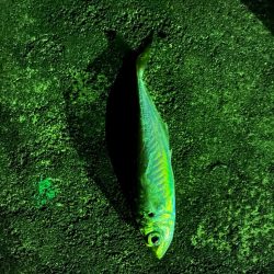 少し遠出ライトゲーム