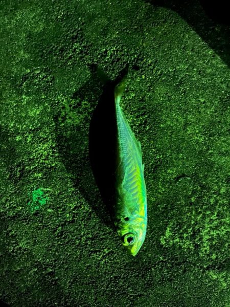 少し遠出ライトゲーム