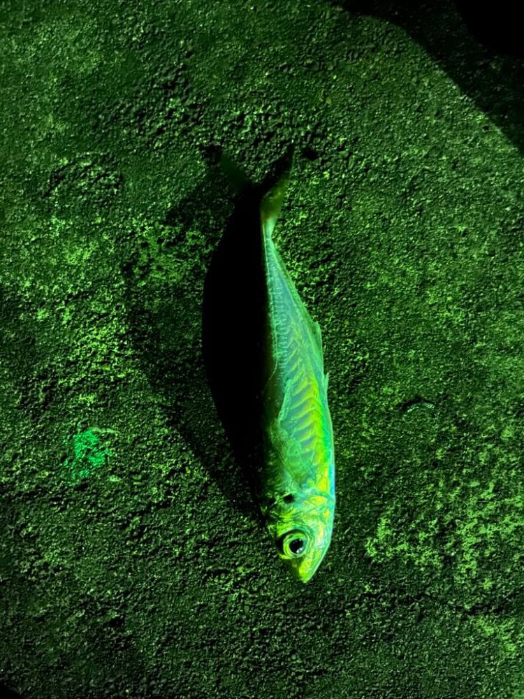 少し遠出ライトゲーム