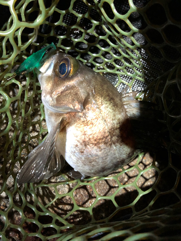 一夜干しを仕入れに