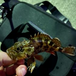 少し遠出ライトゲーム③