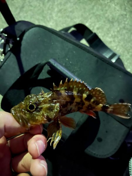 少し遠出ライトゲーム③