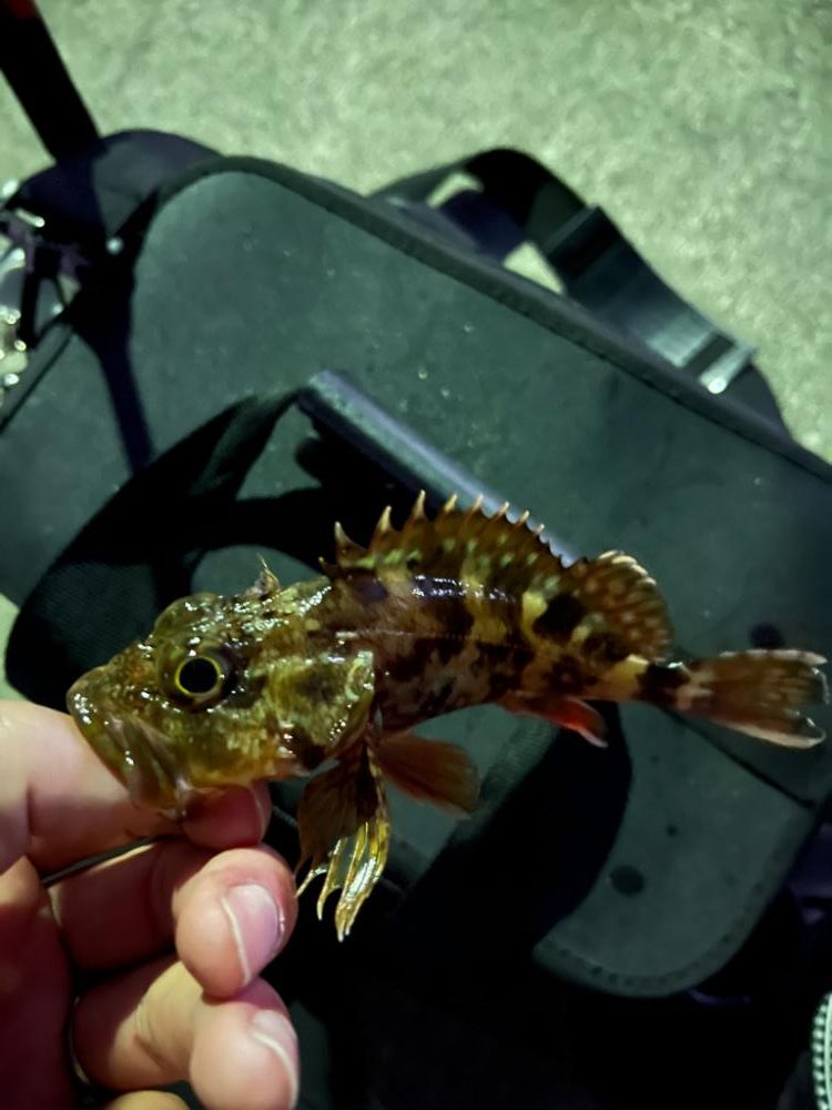 少し遠出ライトゲーム③