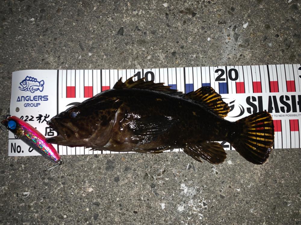 シーバスいつになったら釣れるの？