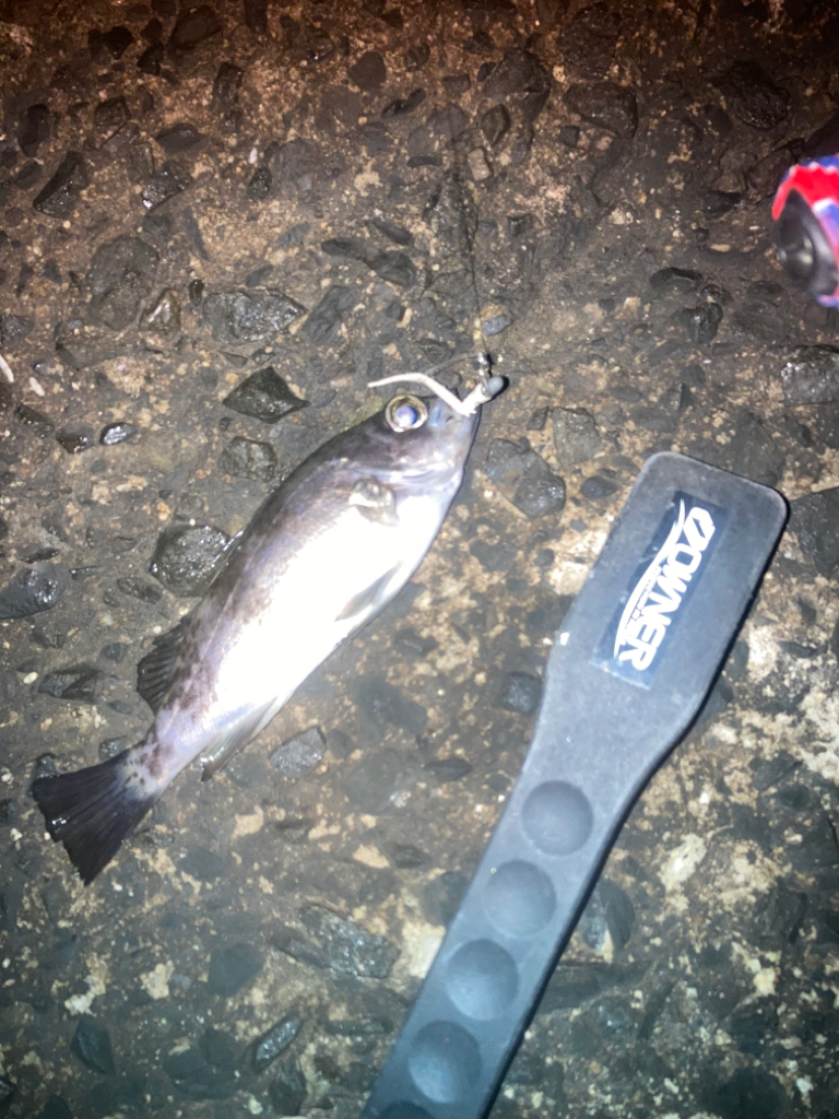 メバリング不発