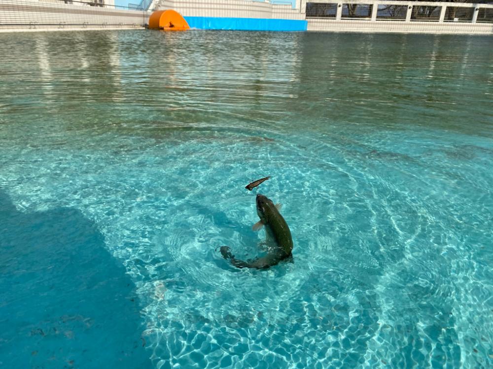 エリアトラウト　底多め