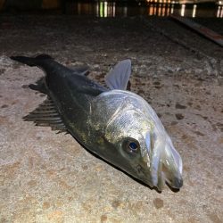 久しぶりの50オーバー