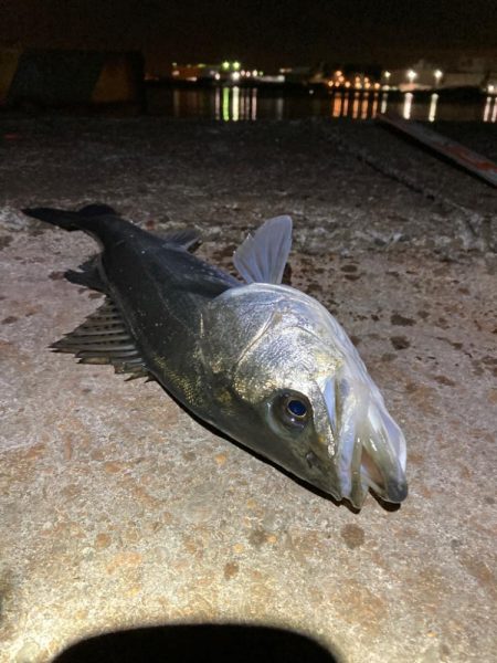 久しぶりの50オーバー