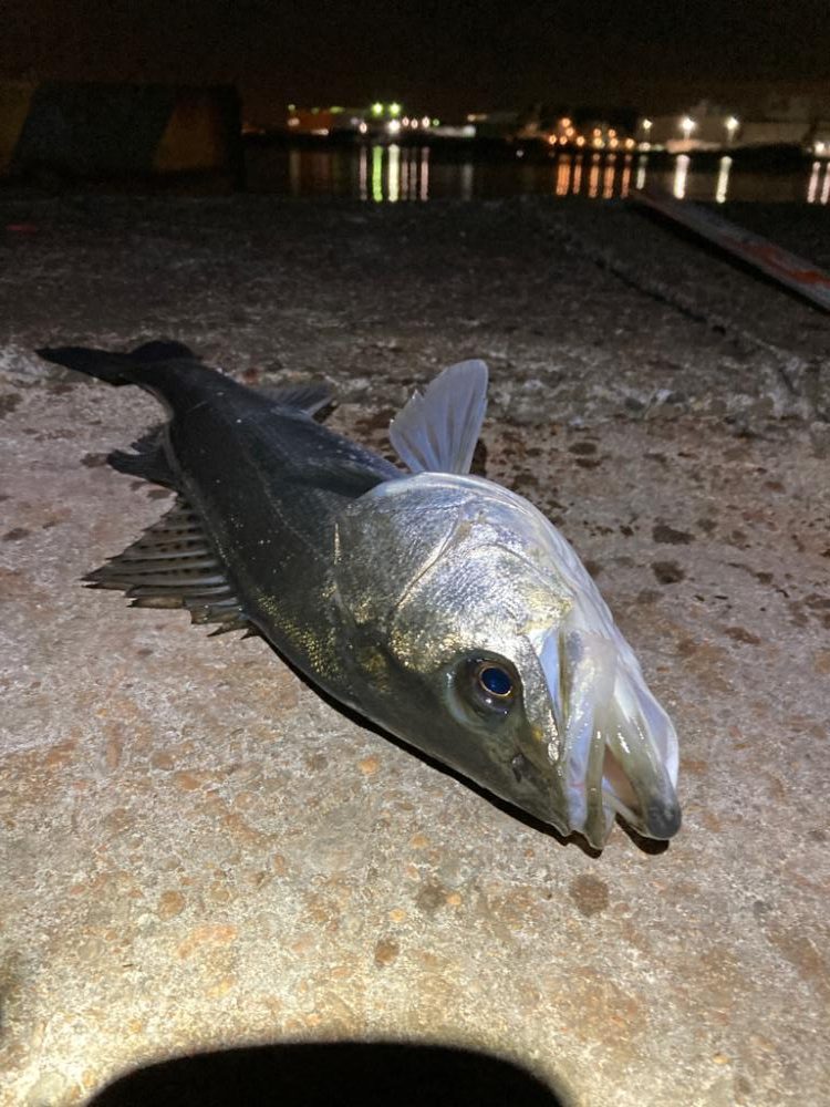 久しぶりの50オーバー