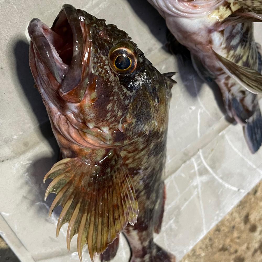 カサゴ　ライトジギング