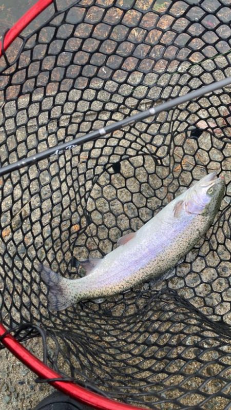 鯵道とファインテールでトラウトツヌケ！