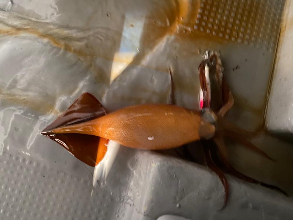 冬のイカメタル