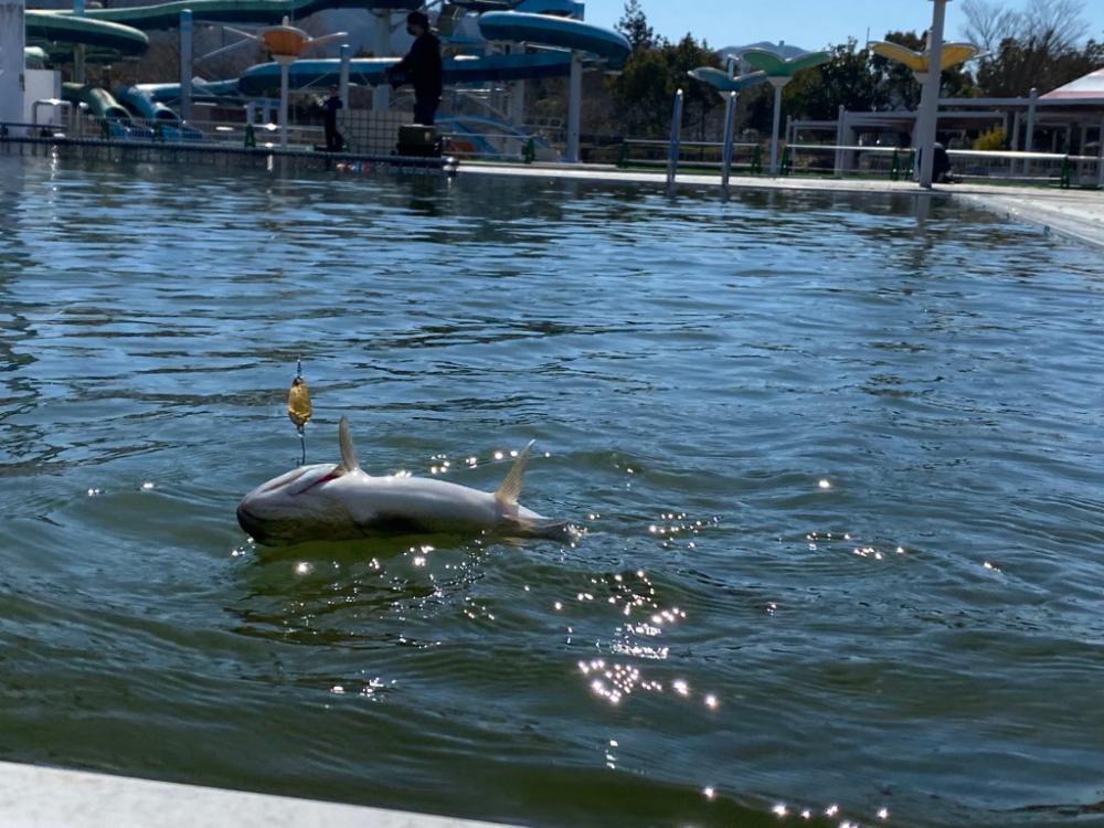 かめプー　春です。　エリアトラウト