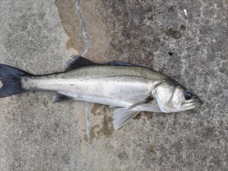 時短でセイゴ狙い