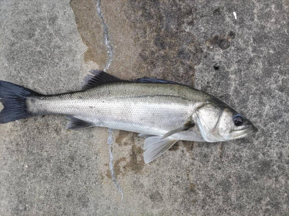 時短でセイゴ狙い