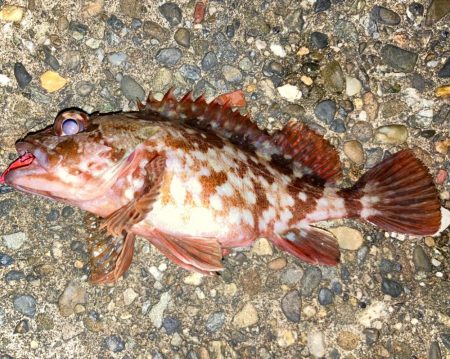 ジグでワンサイズ上のガシラを狙うにゃ！