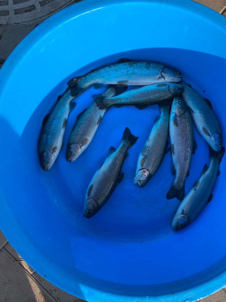 またしてもニジマスのみ