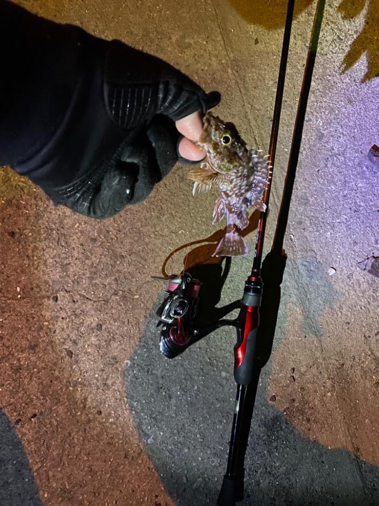 極寒期のメバリング