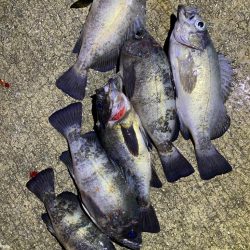 淡路メバリング