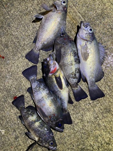 淡路メバリング