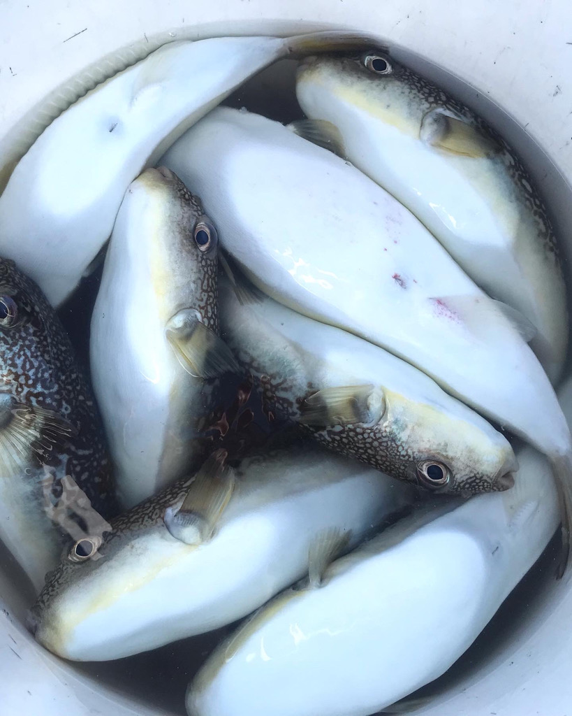 播磨カットウフグ