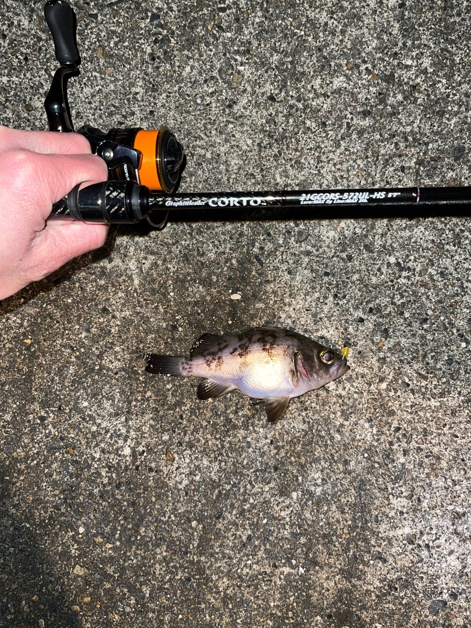 23メバリング日記4