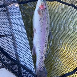 かめプーはよく釣れます。