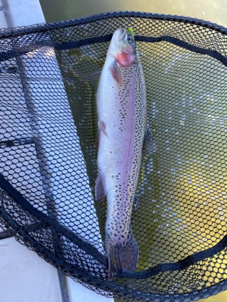 かめプーはよく釣れます。