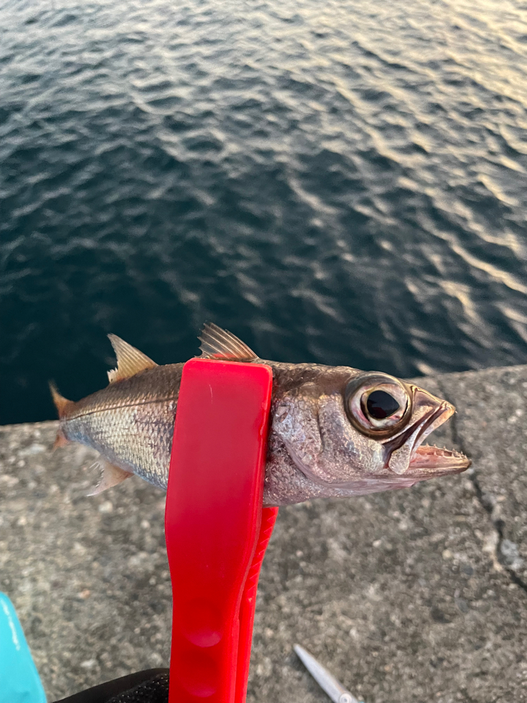 極寒のアジング