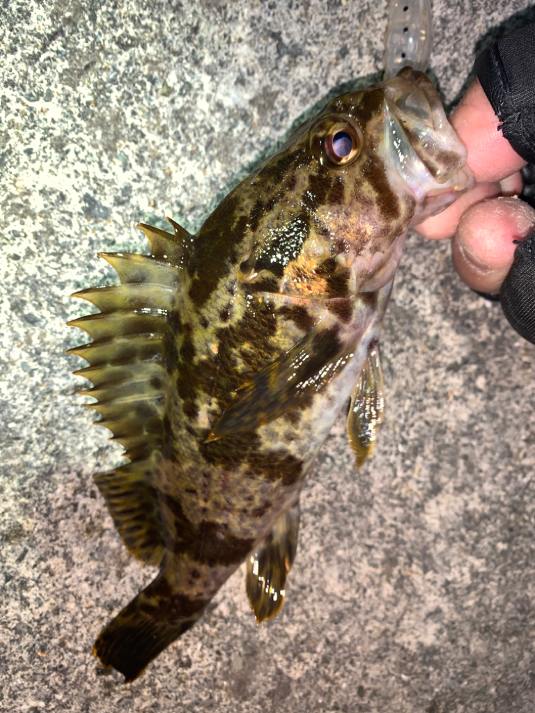 タケノコメバル③