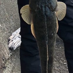 今年初大物です