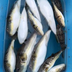 神戸沖カットウ釣り