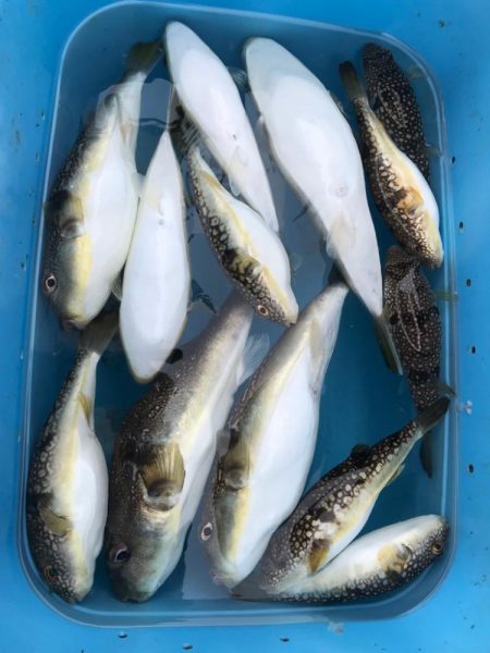 神戸沖カットウ釣り