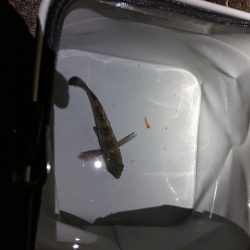 メモリアルフィッシュ