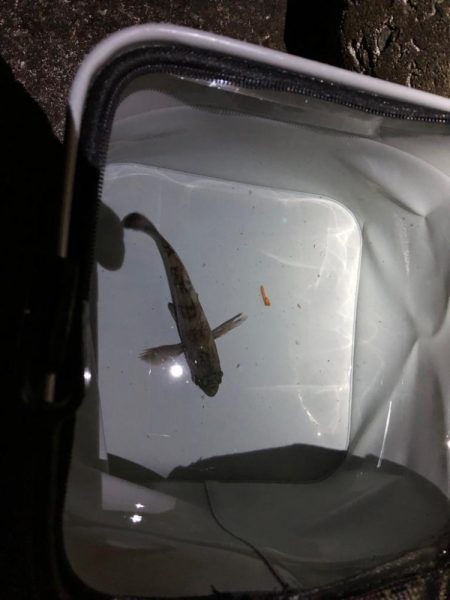 メモリアルフィッシュ