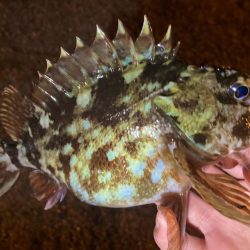 お久しぶりガッシー