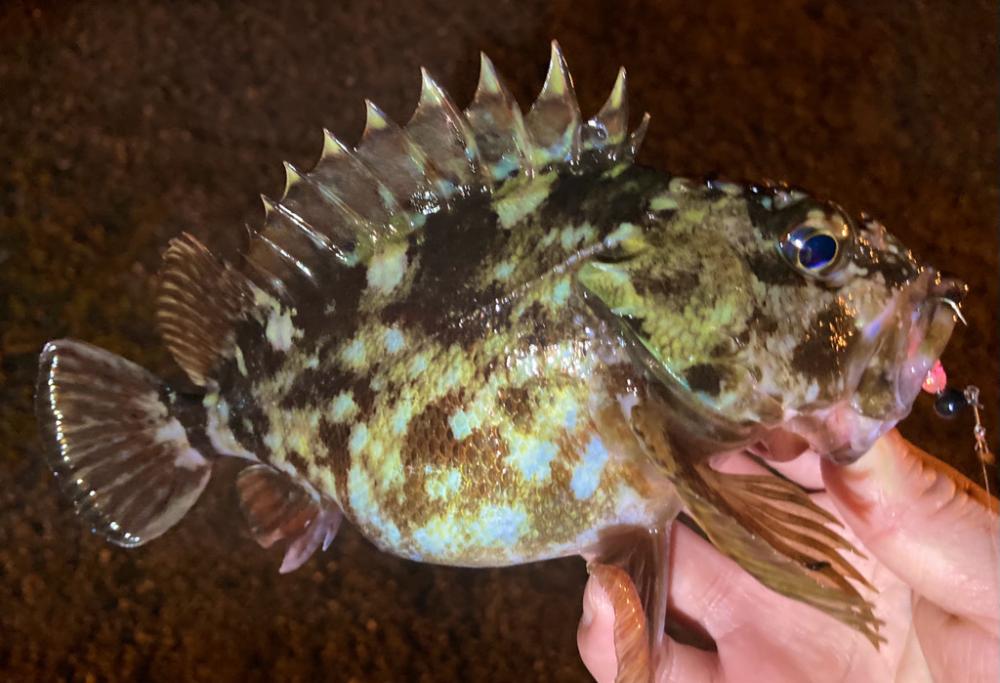 お久しぶりガッシー