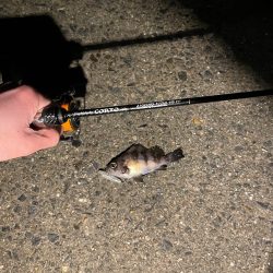 21コルトvsルナキア-徹底比較してみた