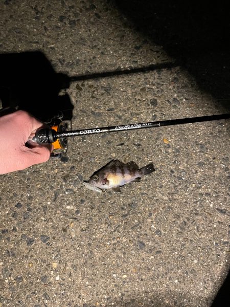 21コルトvsルナキア-徹底比較してみた