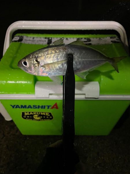 厳しいアジング