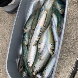 なんとしても釣りたくて…