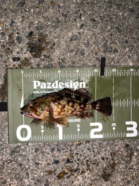 23メバリング日記2