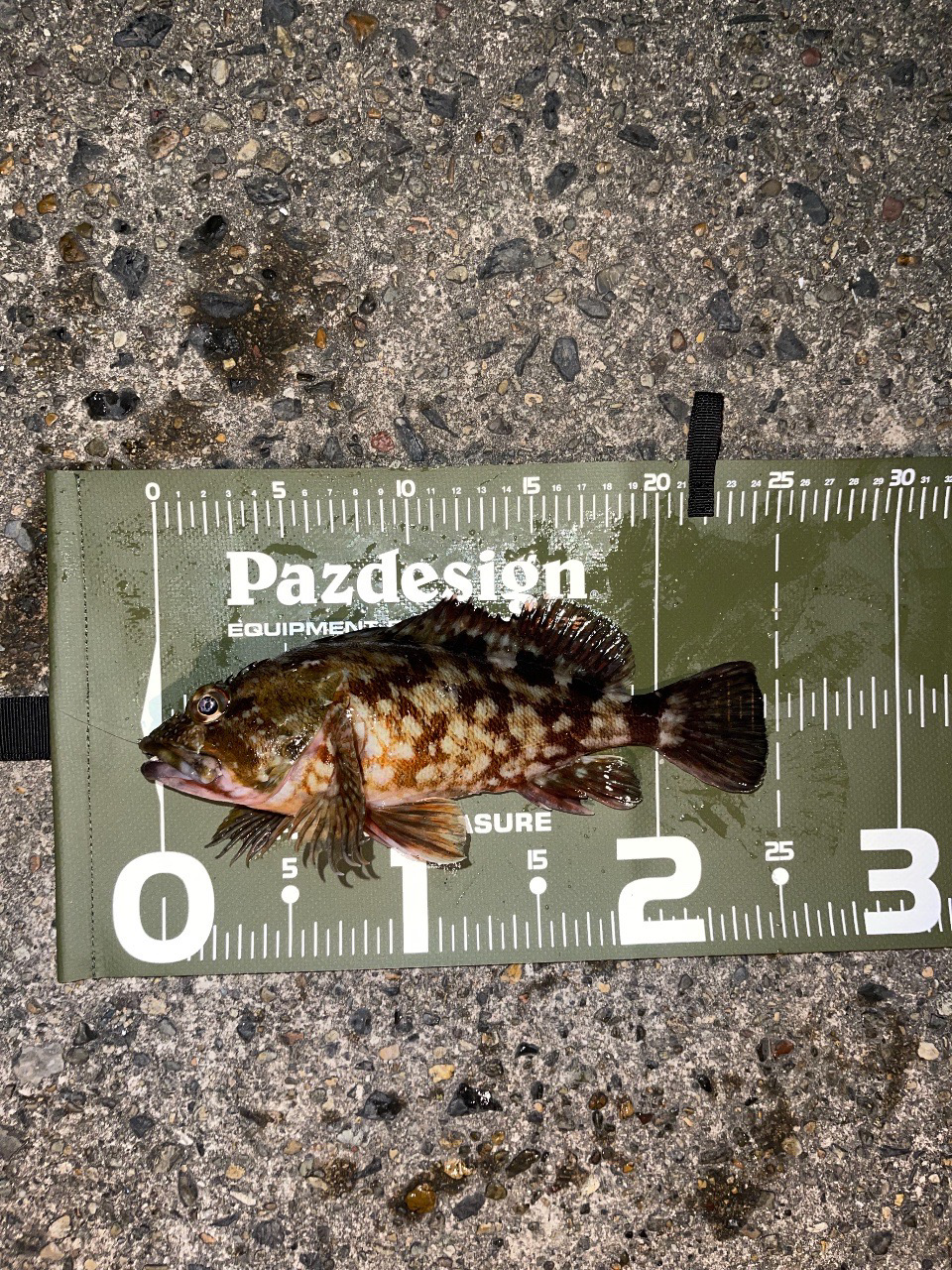 23メバリング日記2