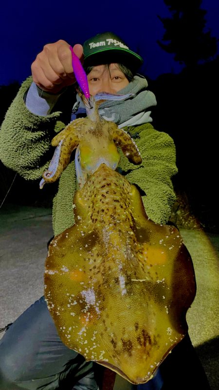 超シャロー帯でアオリイカ